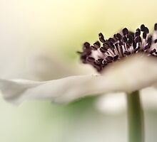 Gently touching the light... by Bob Daalder