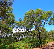 Blind Blight Australia by dundeethecroc