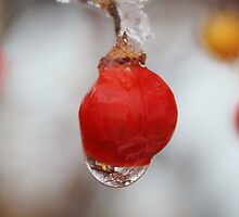 Melting Ice on a Red Berry by Gilda Axelrod