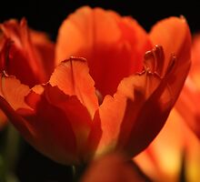 Simply Red by karina5