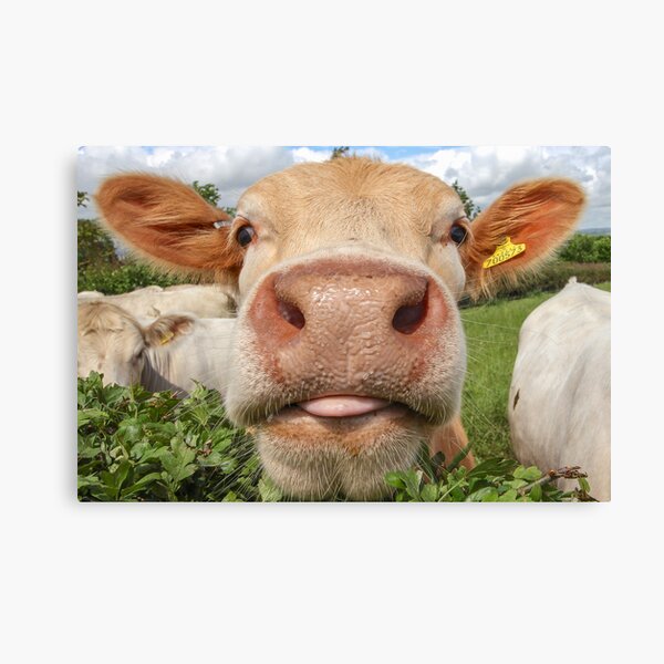 Cow Funny Amusing Portrait Canvas Print For Sale By Janevans