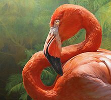 blinding beauty - greater flamingo by R Christopher Vest