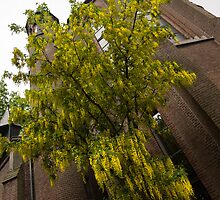 Beautiful Golden Chain Tree in Full Bloom by Georgia Mizuleva