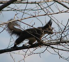 Squirrel with a Bad Hair Day on Our property in Romania by Dennis Melling