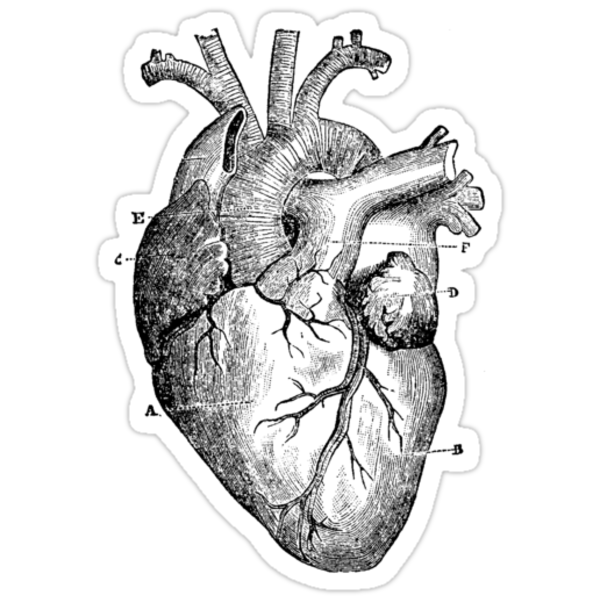 Anatomical Heart Stickers By Solfie Redbubble 6818