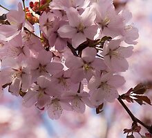 Pink Spring - Gently Pink Cherry Blossoms by Georgia Mizuleva