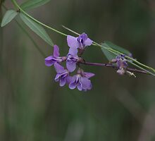 Australian Native Pea Flower by Clare Colins
