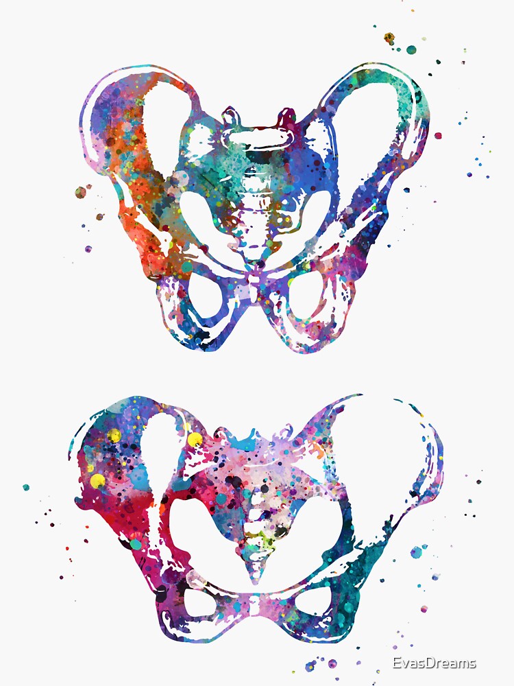 Anatomy Of Female And Male Pelvic Bones Sticker By Evasdreams Redbubble