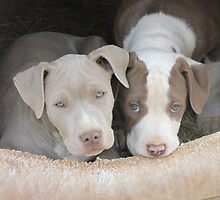 What Does No Bite Mean? by Ginny York