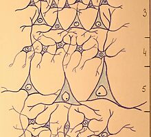 cortex cerebri by DrNagel