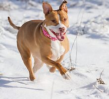 Happy Pit Bull by Thomas Young