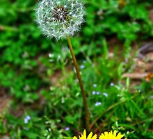 Mother Nature's Sense of Humor by Scott Mitchell