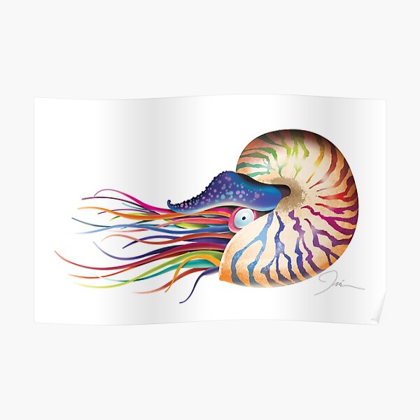 Rare Rainbow Nautilus Poster By TrevorIrvin Redbubble