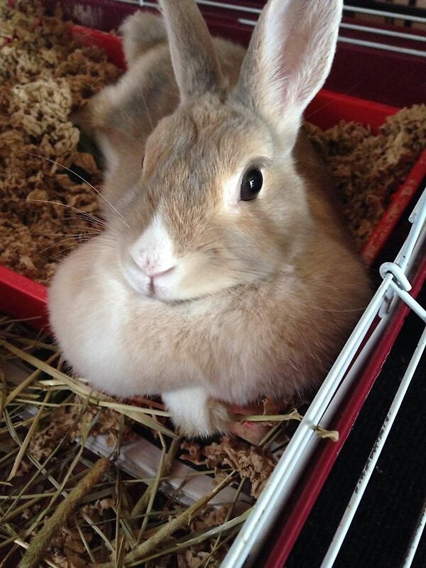 "Lazy Bunny " by megansavoie Redbubble