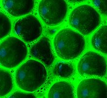 Luminescent Eggs (2of3) by Symbiosis - Justin Brosey