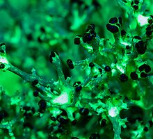 Glowing Lichen by Symbiosis - Justin Brosey