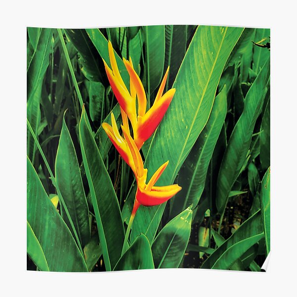 Flower Of Asia Heliconia Poster For Sale By Yong Hana Redbubble