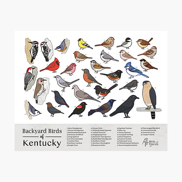 Lámina fotográfica Kentucky Impresión de la guía de campo Birds of