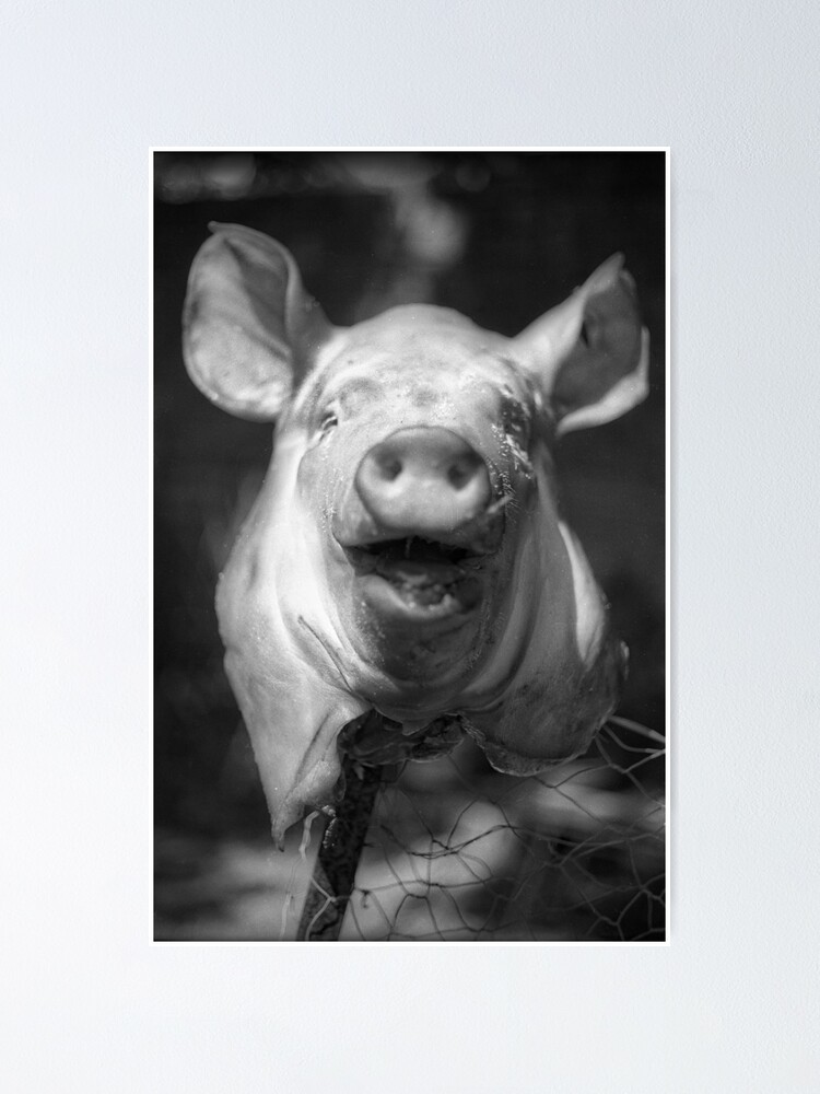 Lord Of The Flies Pig Poster By Chongatoka Redbubble