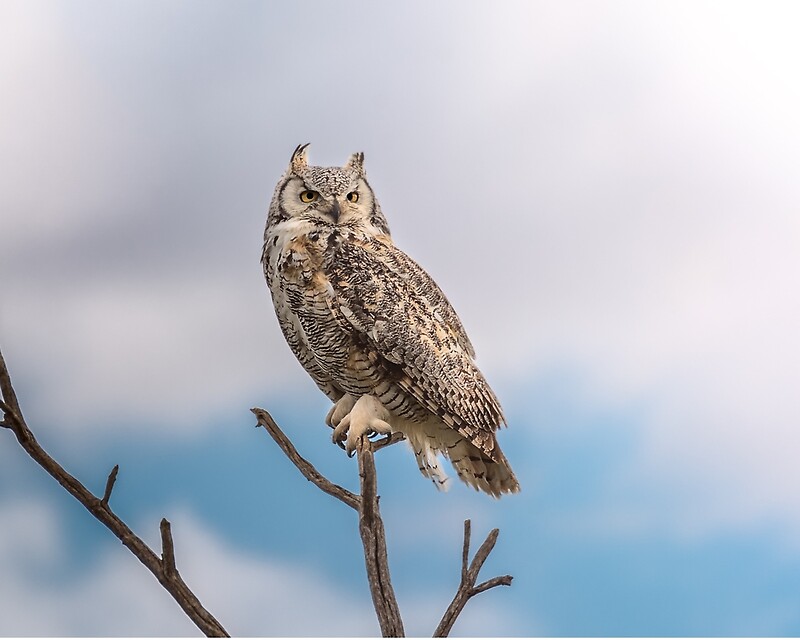 "Great Horned Owl on a stick" Photographic Prints by Patrick Kavanagh