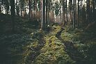 Boy walking through mystic forest landscape photography by regnumsaturni