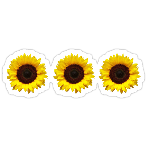 Sunflowers Stickers By Procraztinator Redbubble 6297