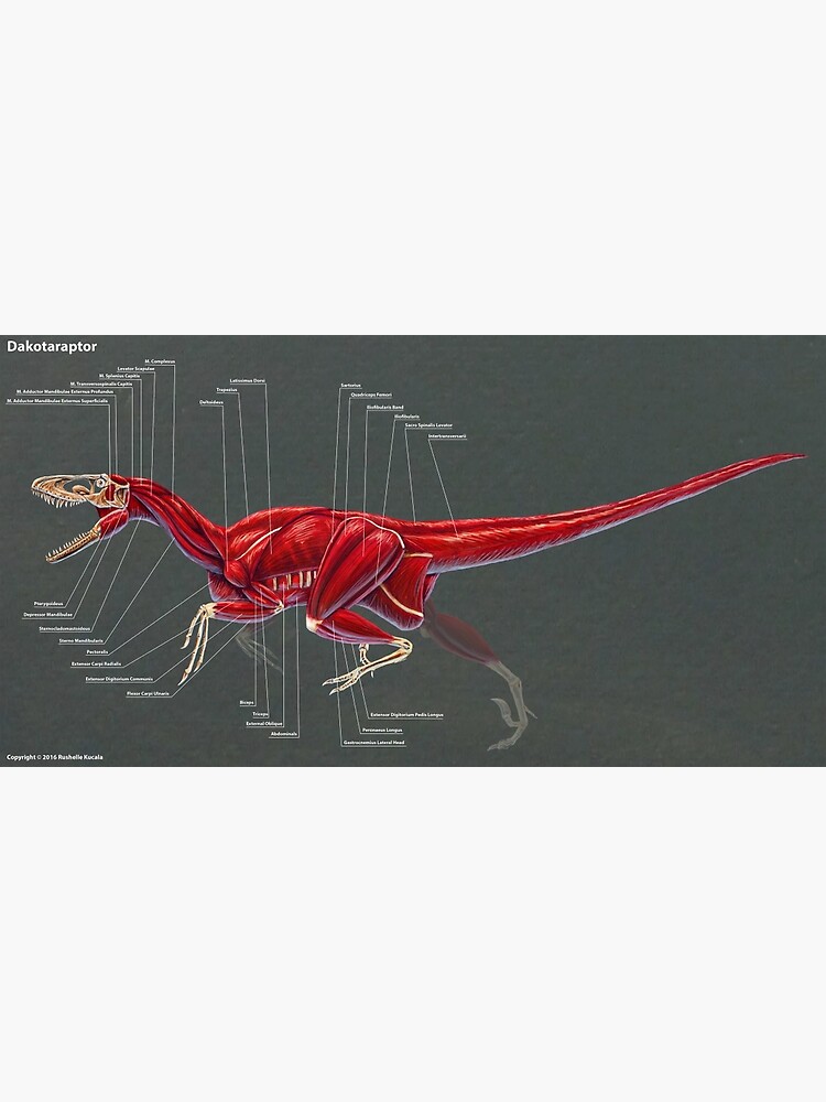 Dakotaraptor Muscle Study Art Print By Thedragonofdoom Redbubble