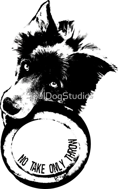 "NO TAKE. ONLY THROW. (Border Collie)" Stickers by SoulDogStudios