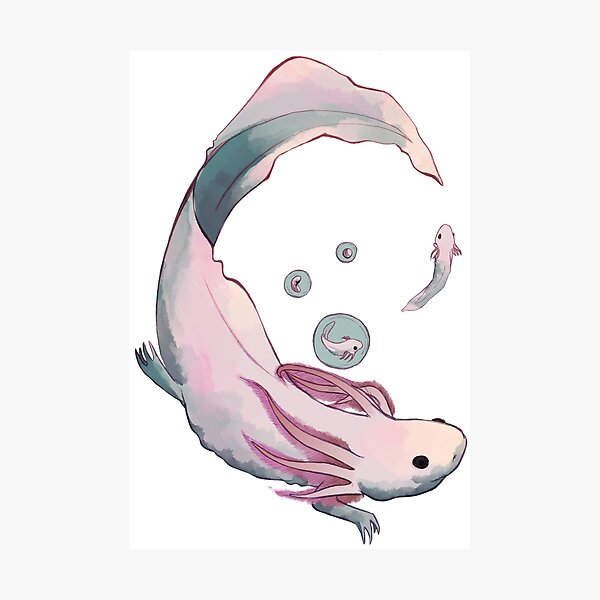 Axolotl Growth Poster Photographic Print For Sale By Ruhefuchs