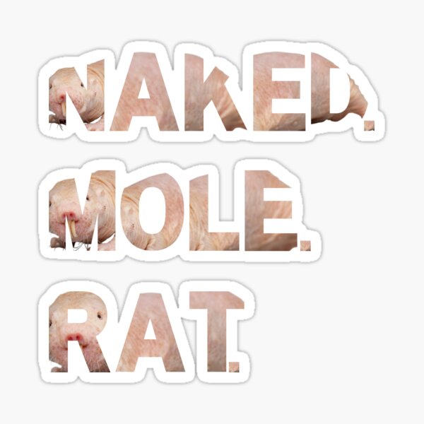 Naked Mole Rat Wrting With Naked Mole Rats Sticker For Sale By Redga