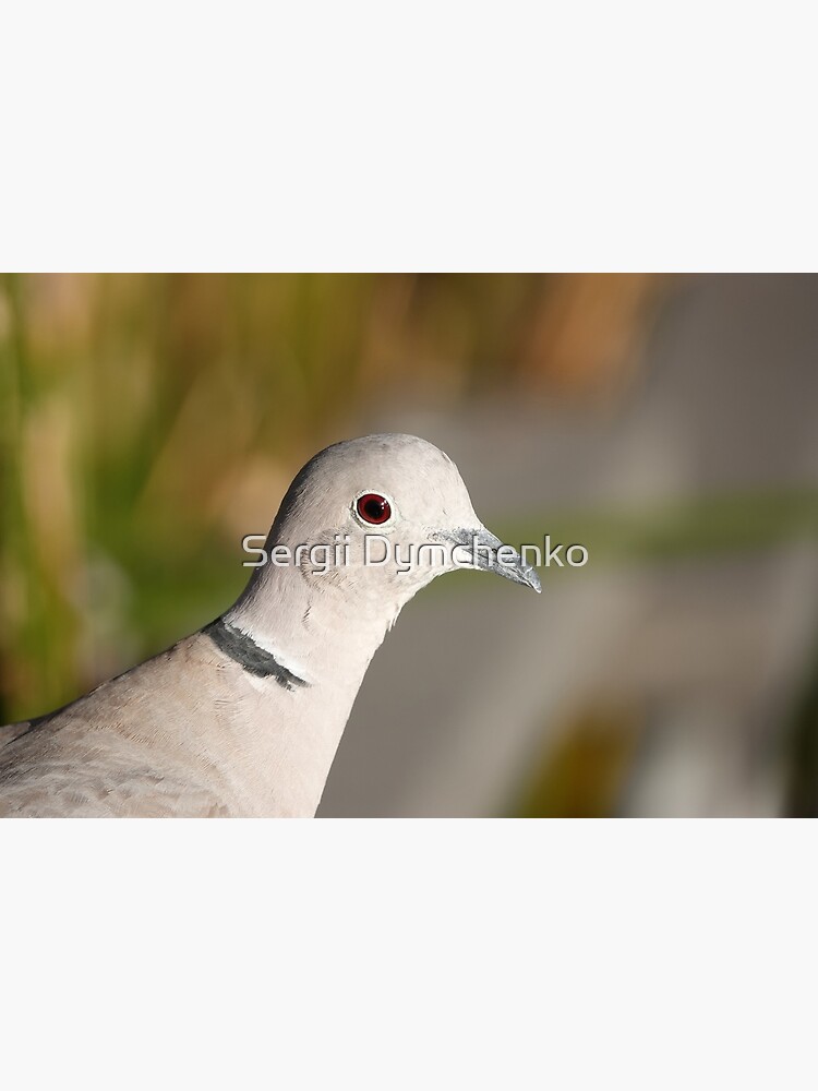 Lámina fotográfica Paloma de collar euroasiático Streptopelia