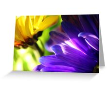 Colorful Flower Photo