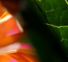 Macro Photo Colorful Flower Orange