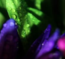Macro Photo Collage of Colorful Flowers
