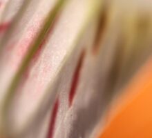 Colorful Flower Portrait