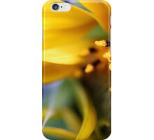 Macro Photo Yellow Sunflower