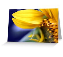 Macro Photo Yellow Sunflower