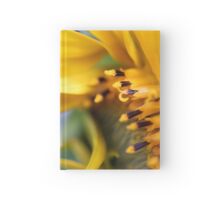 Macro Photo Yellow Sunflower