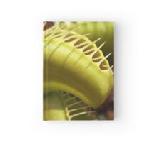 Venus Fly Trap