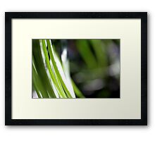 Macro Photo Green Grass