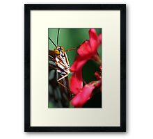 Macro Photo Passion Butterfly