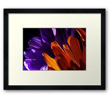 Macro Photo of Colorful Flowers