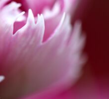 Macro Photo Pink Flower