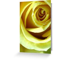 Macro Photo Yellow Rose