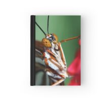 Macro Photo Passion Butterfly