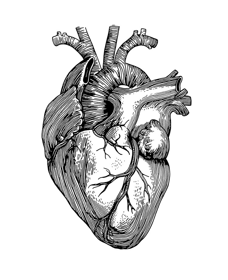 Человеческое сердце рисунок