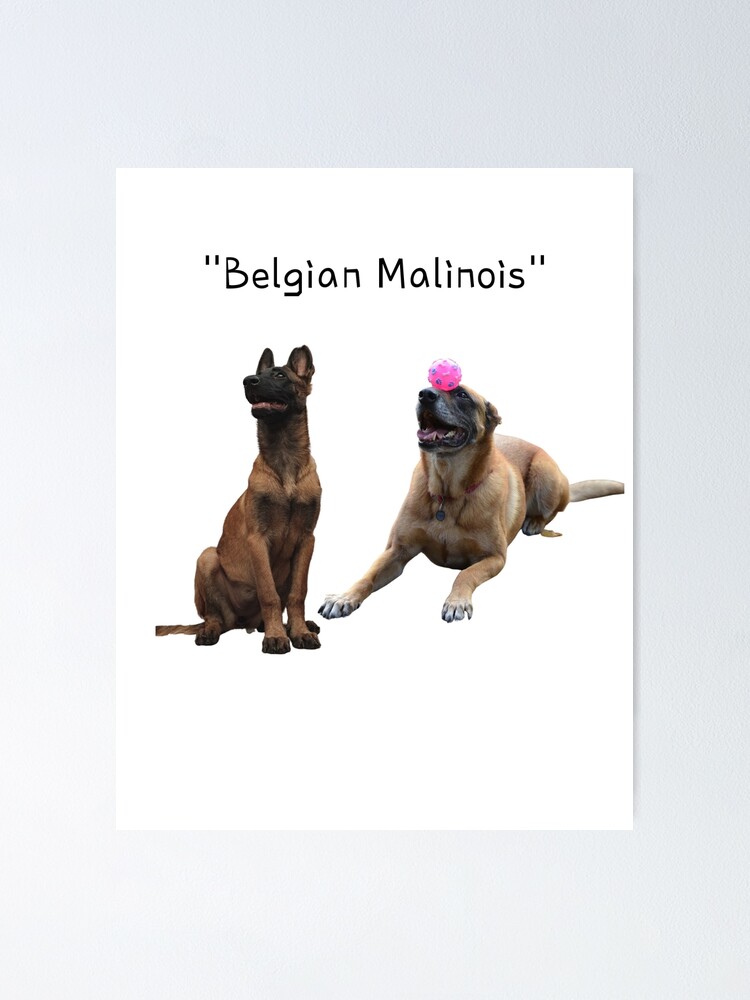 Belgian Malinois Poster For Sale By YeolE Redbubble