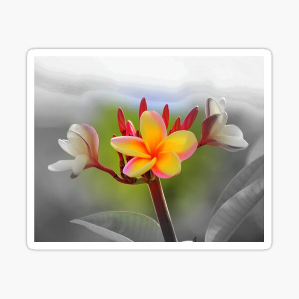 Plumeria Sticker By Northbeach Redbubble