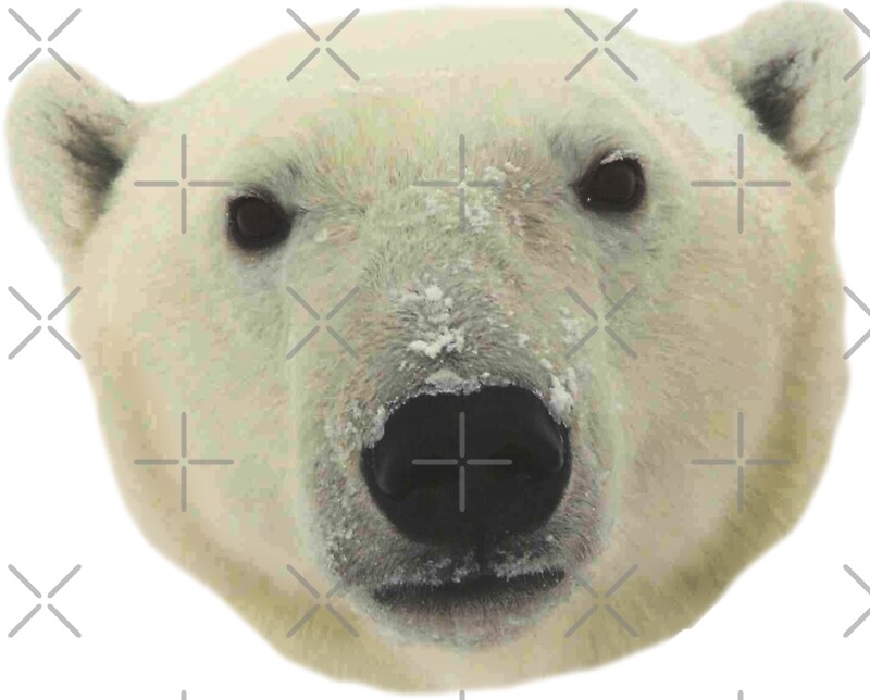 "PoLaR BeAR" Stickers by mmmorgann | Redbubble