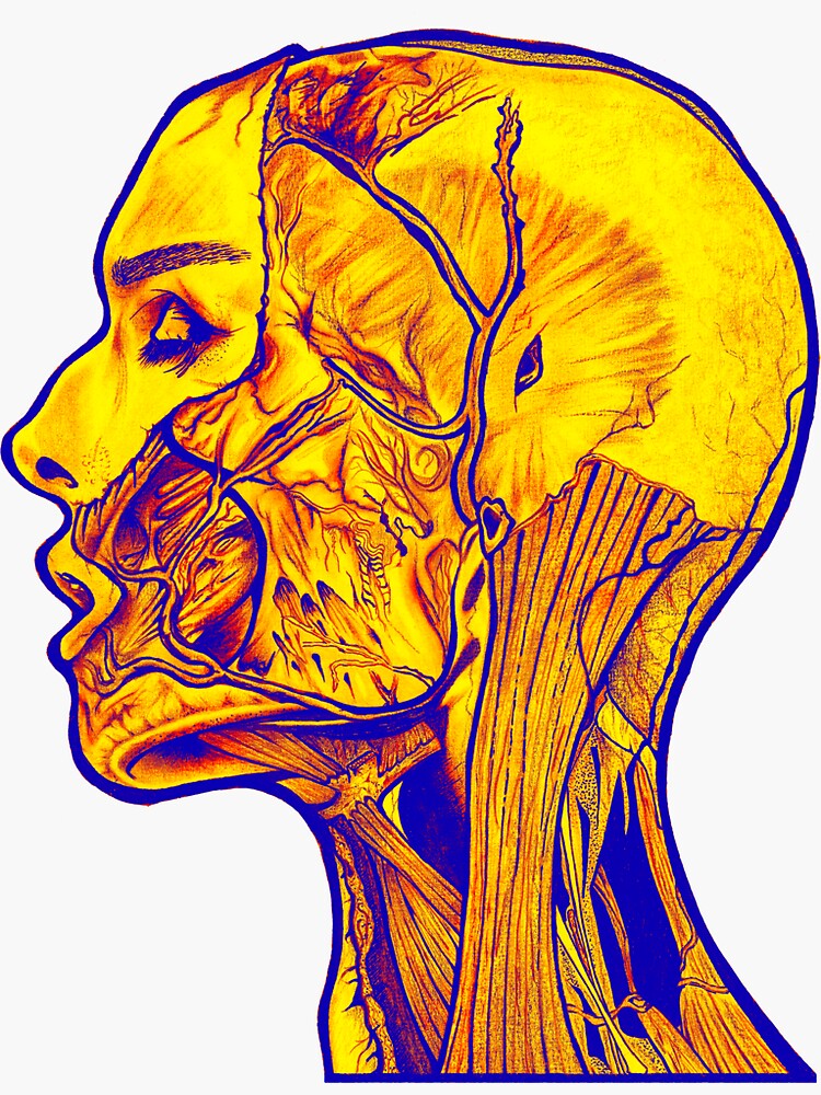 Pegatina Ilustración médica de anatomía n 6 de Rawaa92 Redbubble